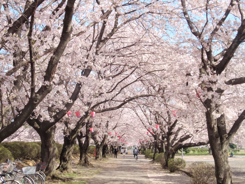 旭化成㈱の桜並木のイメージ写真