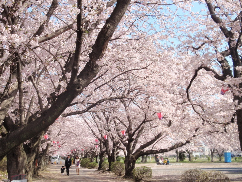 旭化成㈱の桜並木の写真5