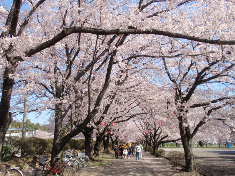旭化成㈱の桜並木の写真8