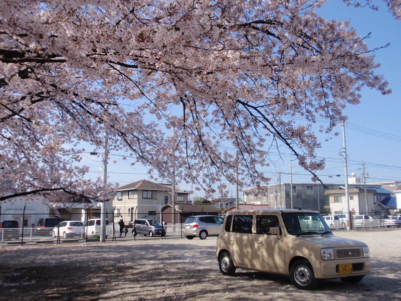 旭化成㈱の桜並木の写真9