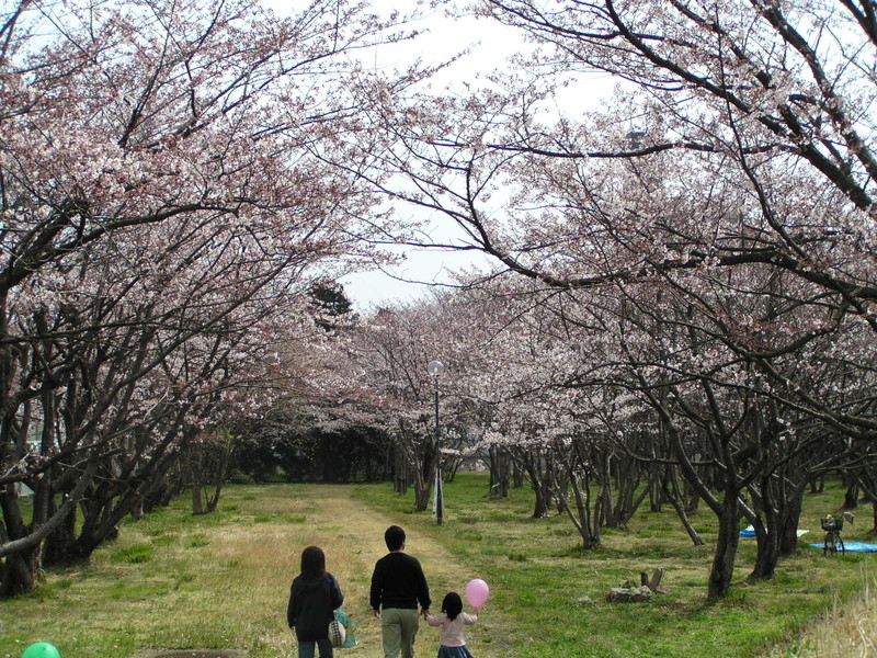 鈴鹿医療科学大学白子キャンパスの桜の写真2