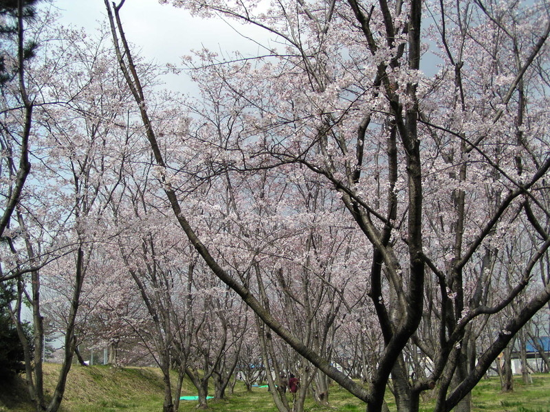 鈴鹿医療科学大学白子キャンパスの桜の写真3