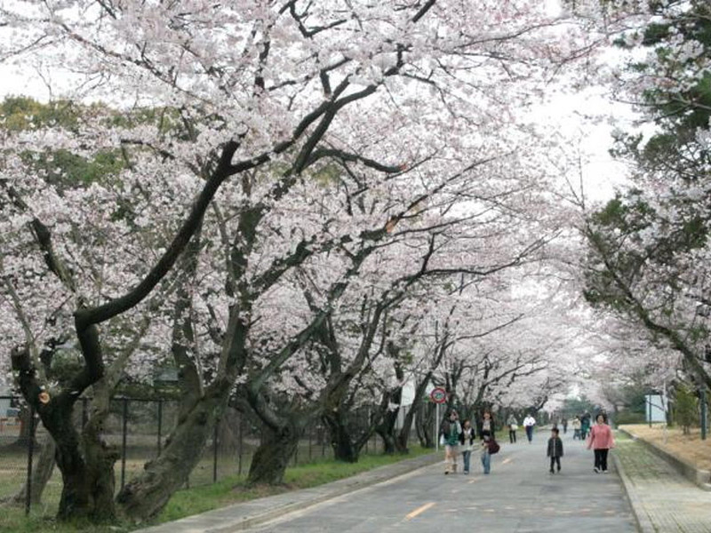 鈴鹿医療科学大学白子キャンパスの桜のイメージ写真