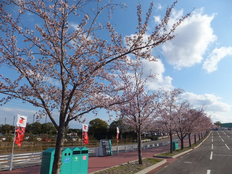 鈴鹿サーキットの桜の写真1