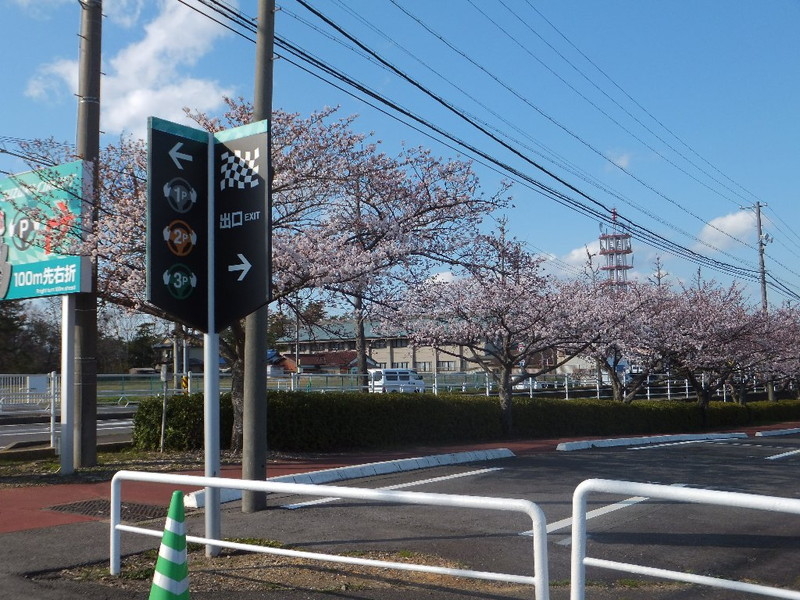 鈴鹿サーキットの桜の写真3