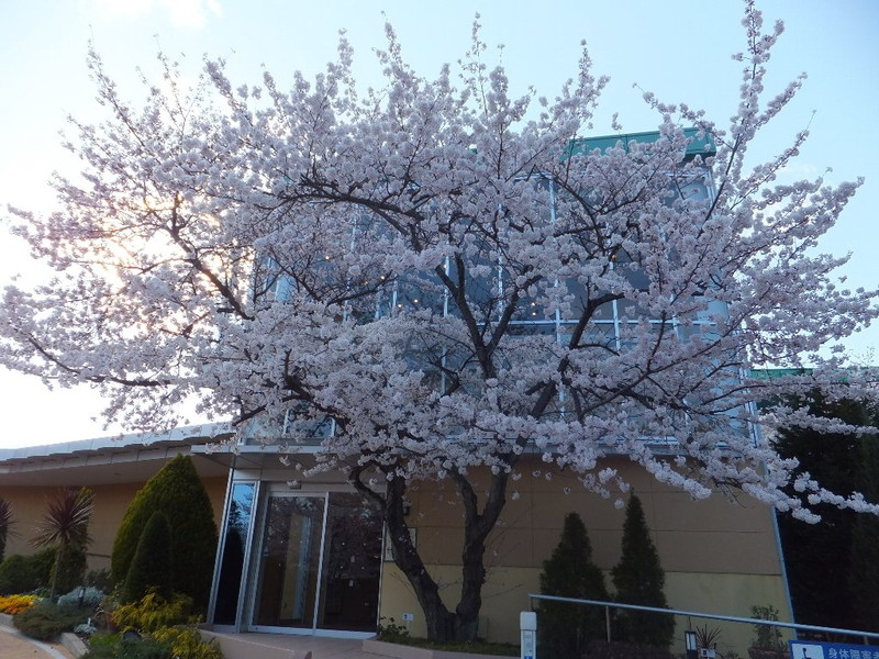 鈴鹿サーキットの桜の写真4