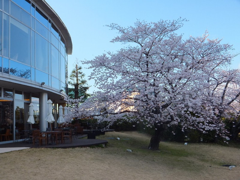 鈴鹿サーキットの桜の写真5