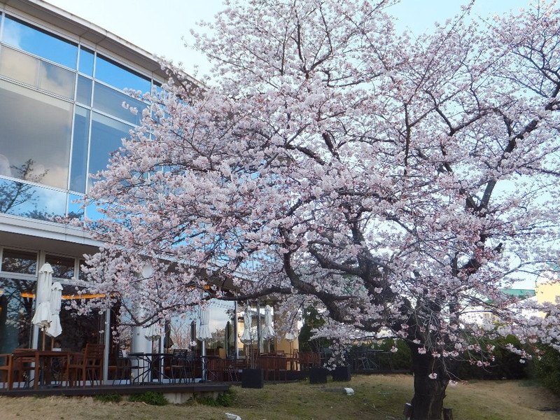 鈴鹿サーキットの桜のイメージ写真