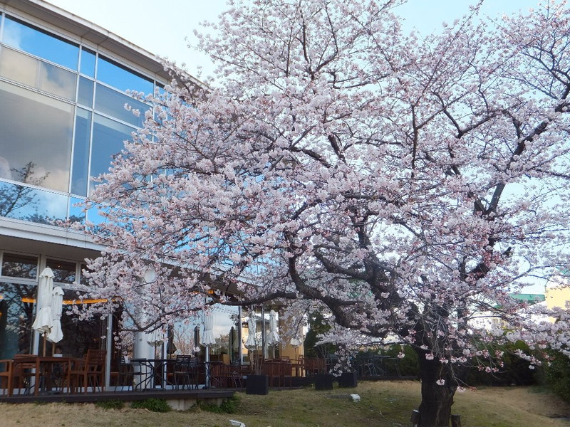 鈴鹿サーキットの桜 – 花だより – 【公式】すずかし観光ガイド さぁ