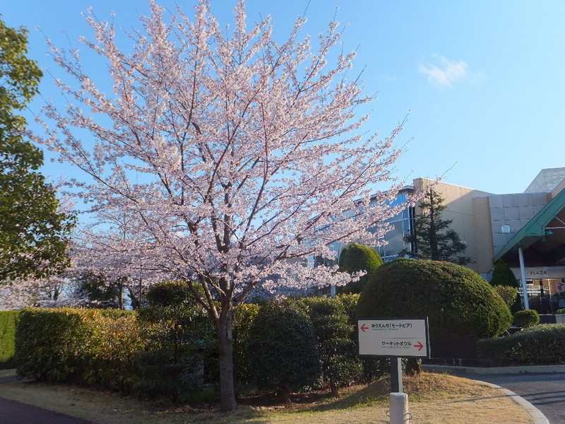 鈴鹿サーキットの桜の写真7