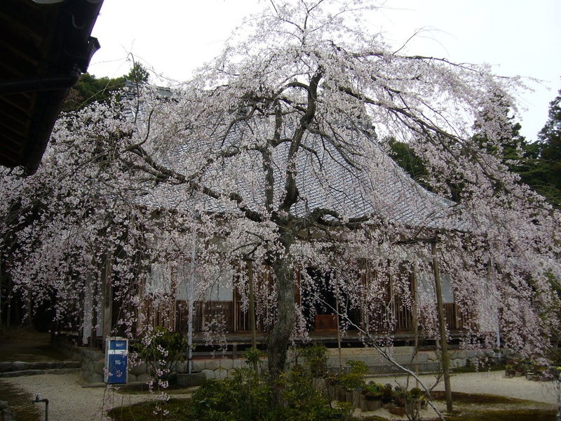 桃林寺の桜の写真1