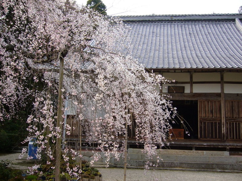 桃林寺の桜の写真2