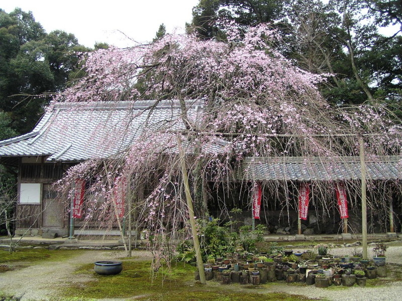 桃林寺の桜の写真3