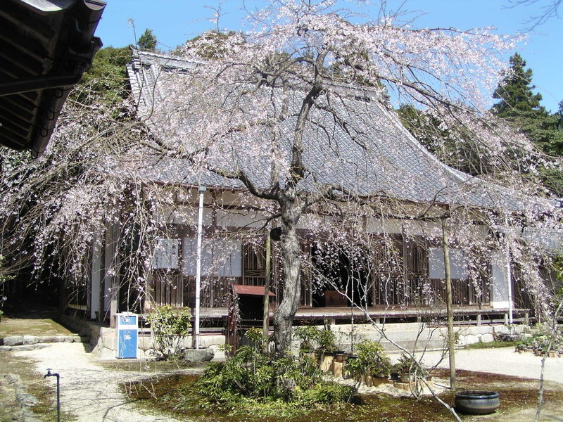桃林寺の桜の写真7