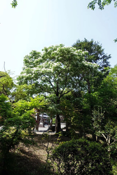 加佐登神社のヒトツバタゴの写真4