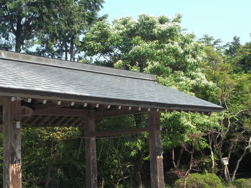 加佐登神社のヒトツバタゴの写真7