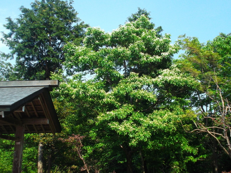 加佐登神社のヒトツバタゴの写真9