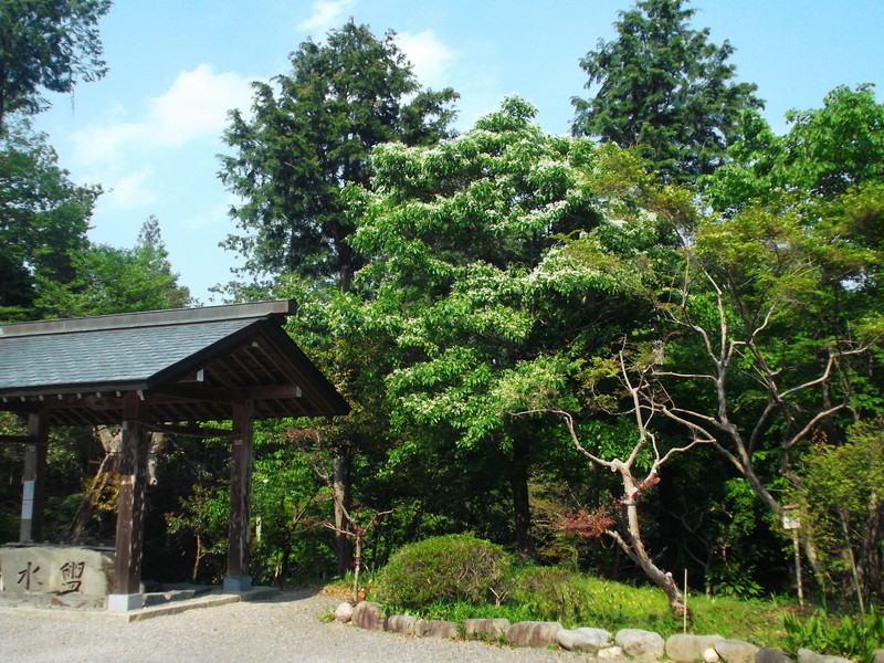 加佐登神社のヒトツバタゴの写真10