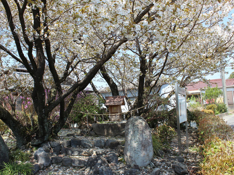 石薬師の蒲桜の写真2