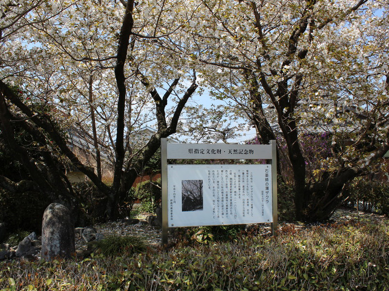 石薬師の蒲桜の写真3