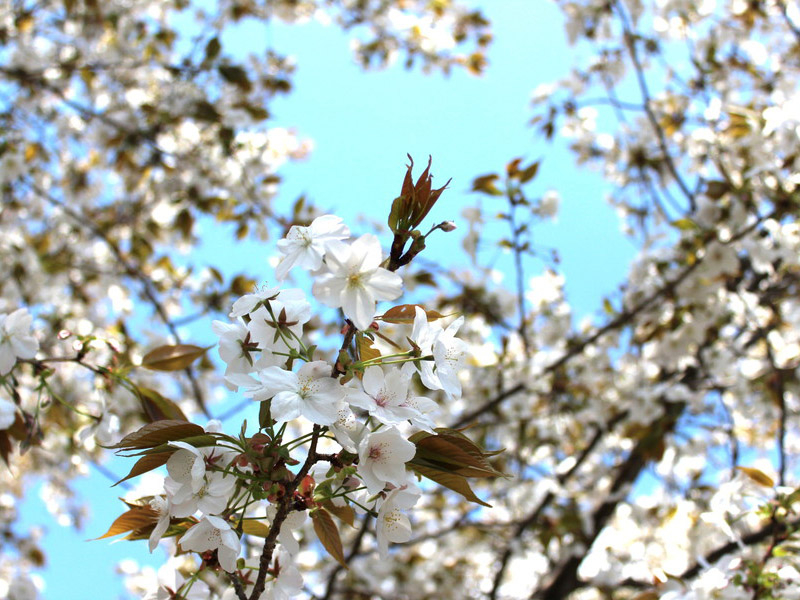 石薬師の蒲桜の写真4
