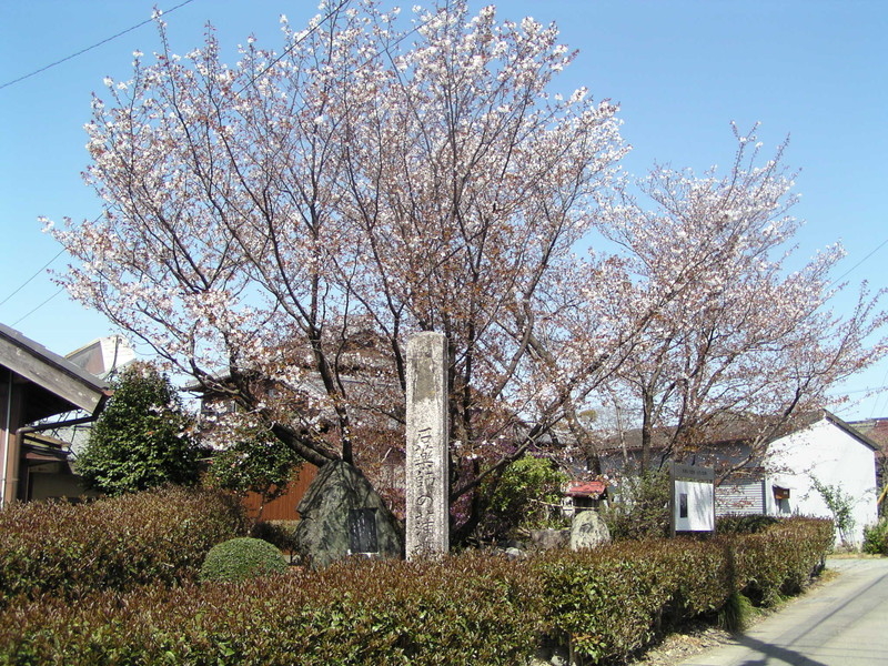 石薬師の蒲桜のイメージ写真