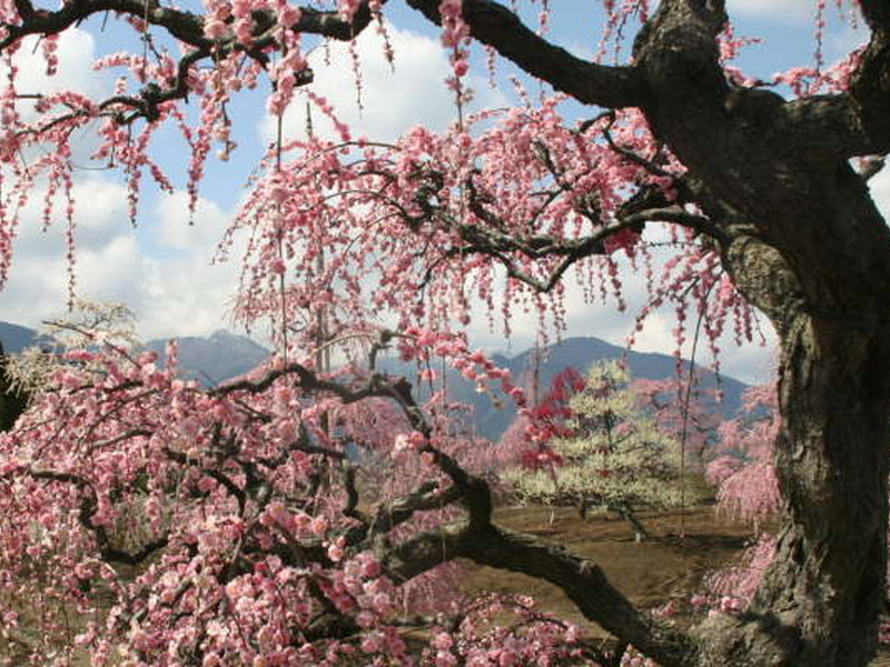 鈴鹿の森庭園のしだれ梅の写真1