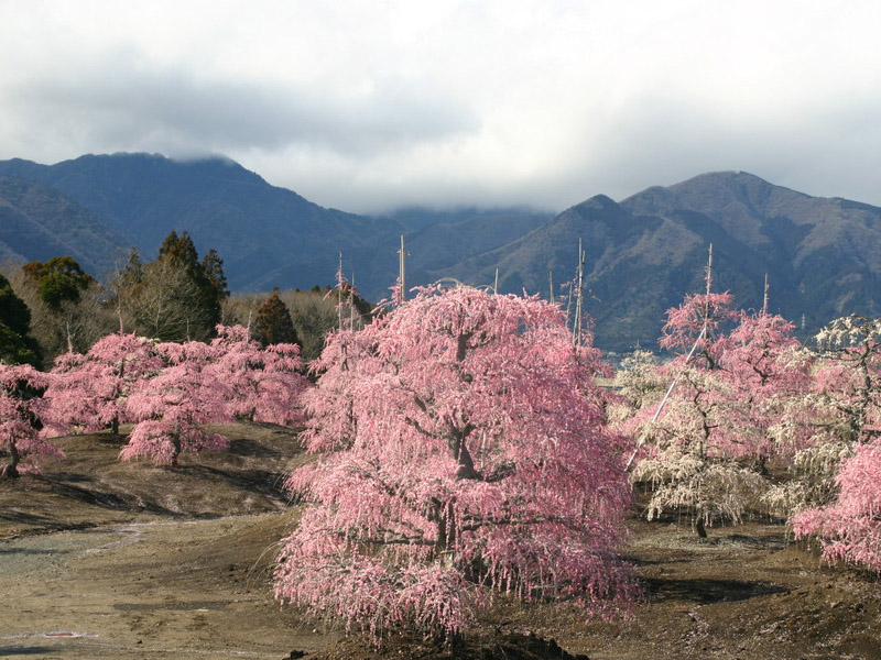 鈴鹿の森庭園のしだれ梅の写真2