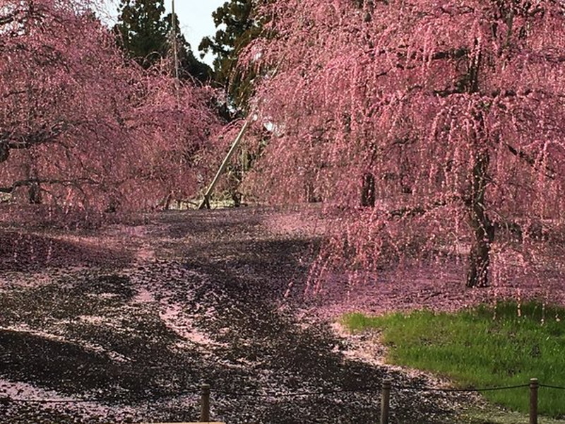 鈴鹿の森庭園のしだれ梅の写真4