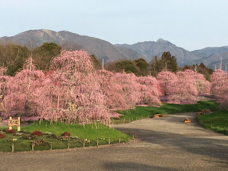 鈴鹿の森庭園のしだれ梅の写真5