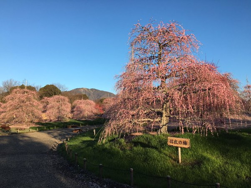 鈴鹿の森庭園のしだれ梅の写真6