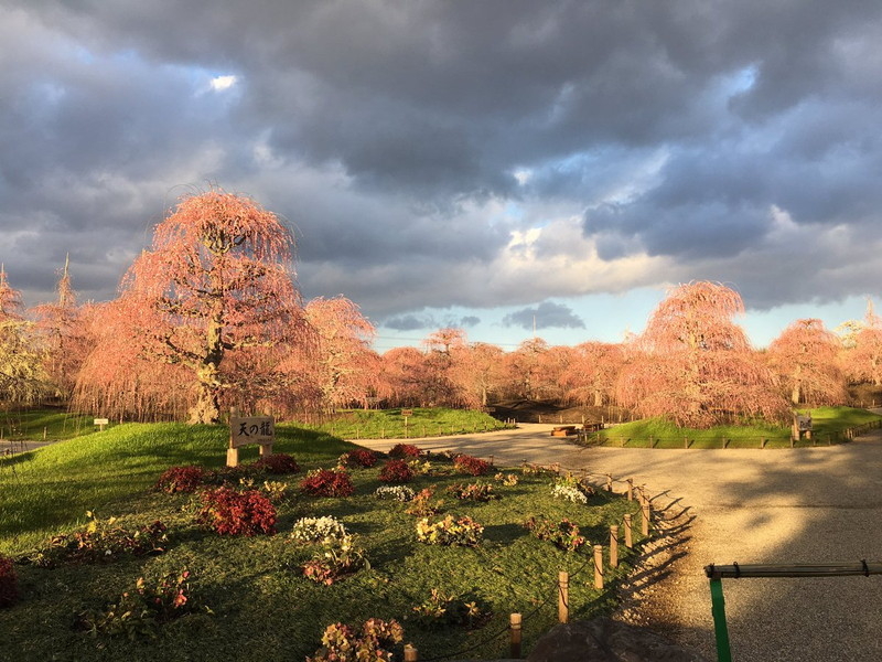 鈴鹿の森庭園のしだれ梅の写真8