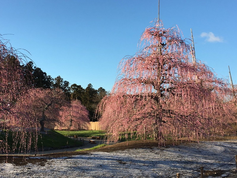 鈴鹿の森庭園のしだれ梅の写真9