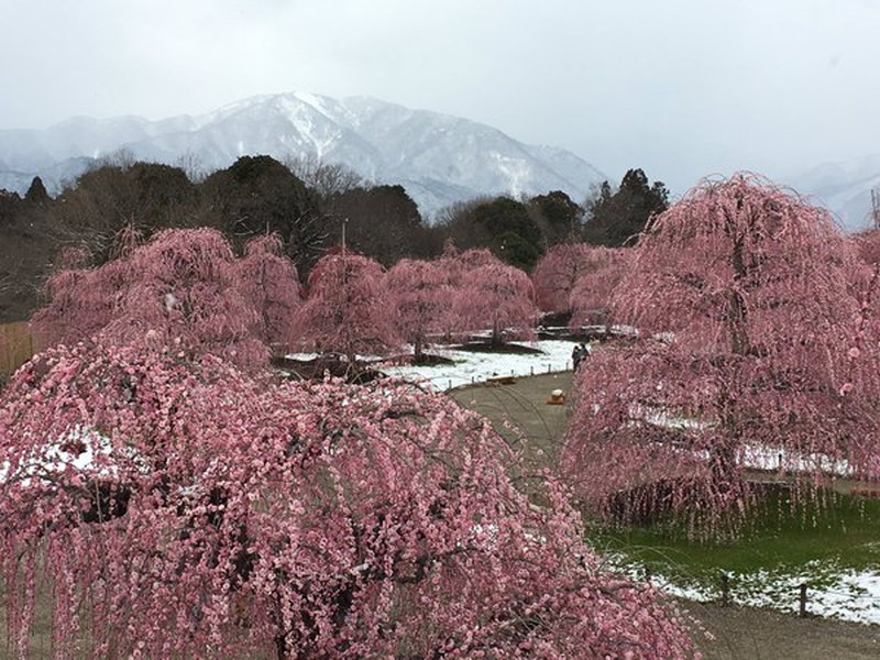 鈴鹿の森庭園のしだれ梅の写真10