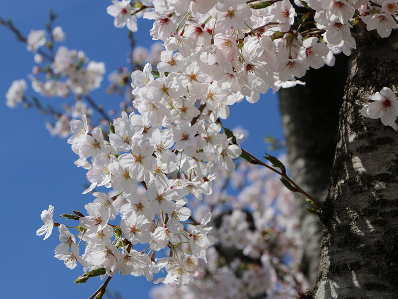 桜の森公園の桜の写真3