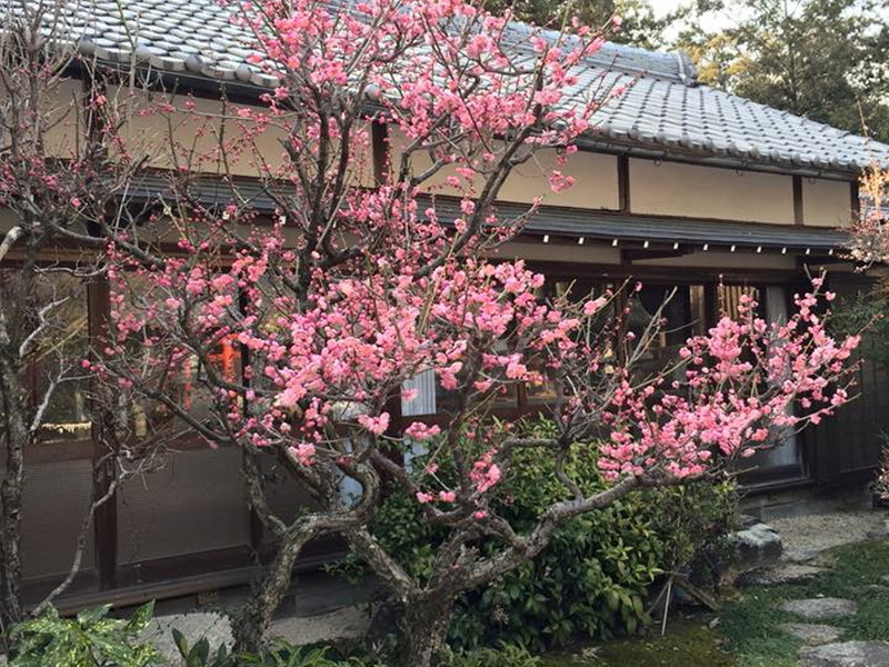 加佐登神社の梅のイメージ写真