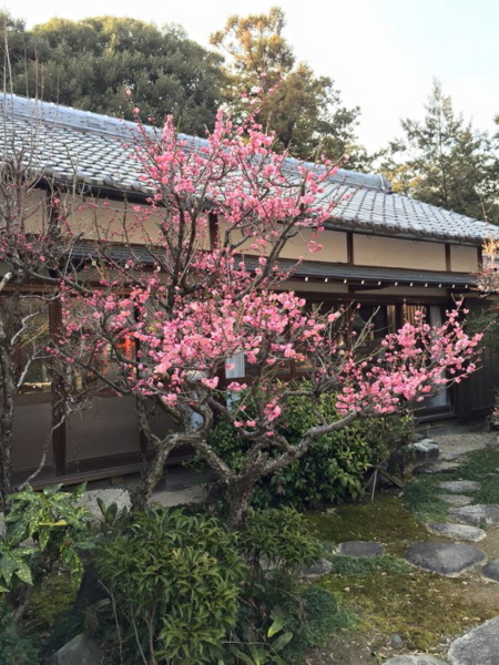 加佐登神社の梅の写真1