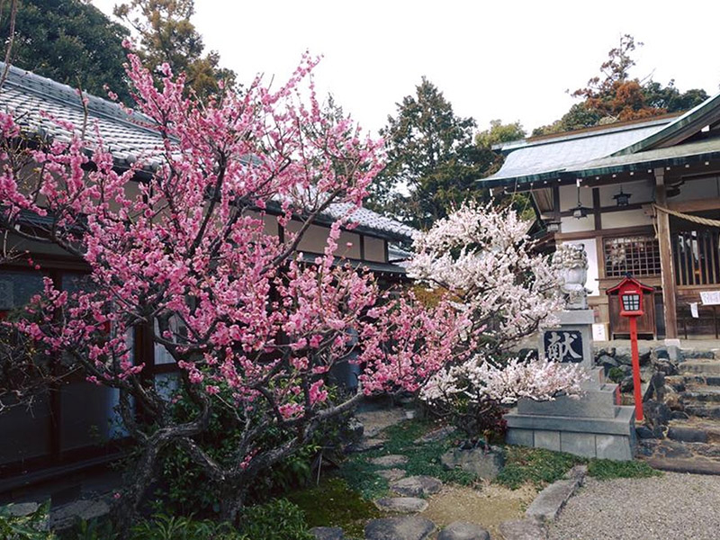 加佐登神社の梅の写真3