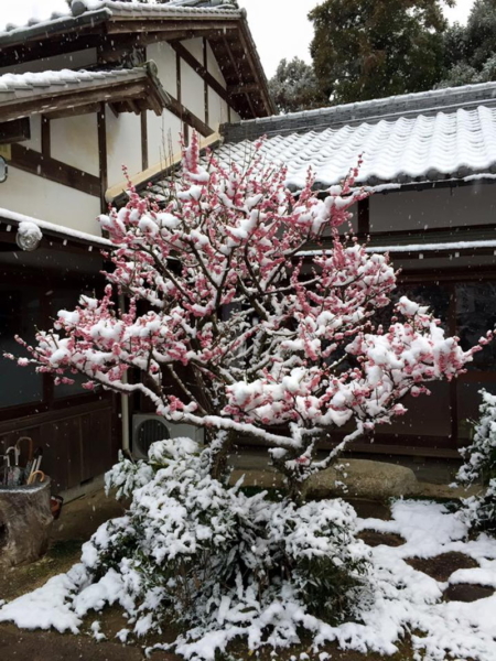 加佐登神社の梅の写真4