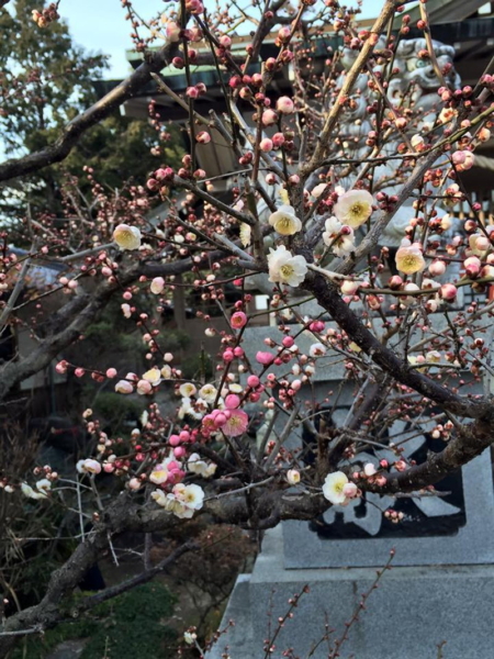 加佐登神社の梅の写真5