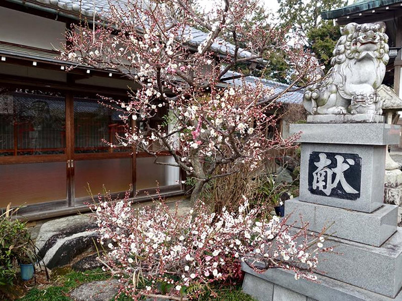 加佐登神社の梅の写真6