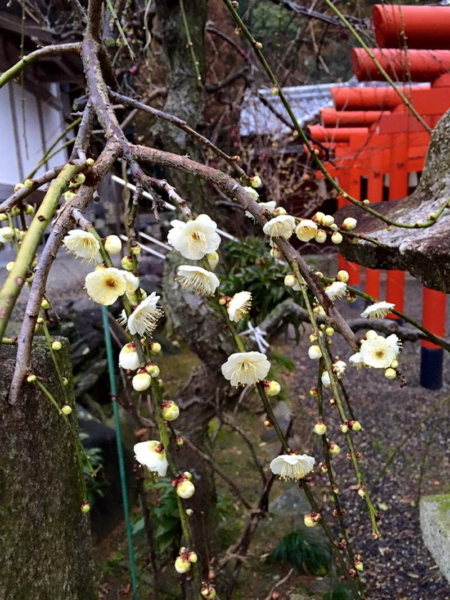 加佐登神社の梅の写真10