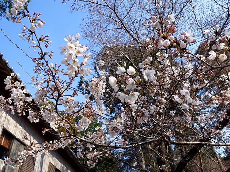 加佐登神社の桜の写真1