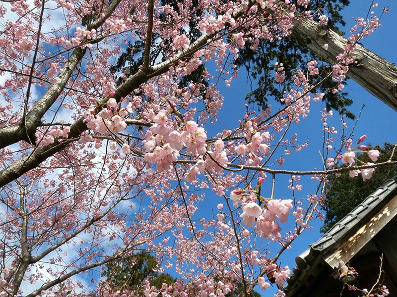 加佐登神社の桜の写真2