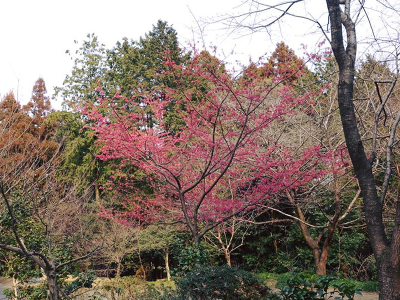 加佐登神社の桜の写真3
