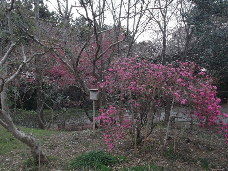 加佐登神社の桜の写真4