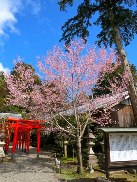 加佐登神社の桜の写真5