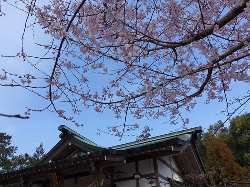 加佐登神社の桜の写真8