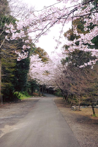 加佐登神社の桜の写真9