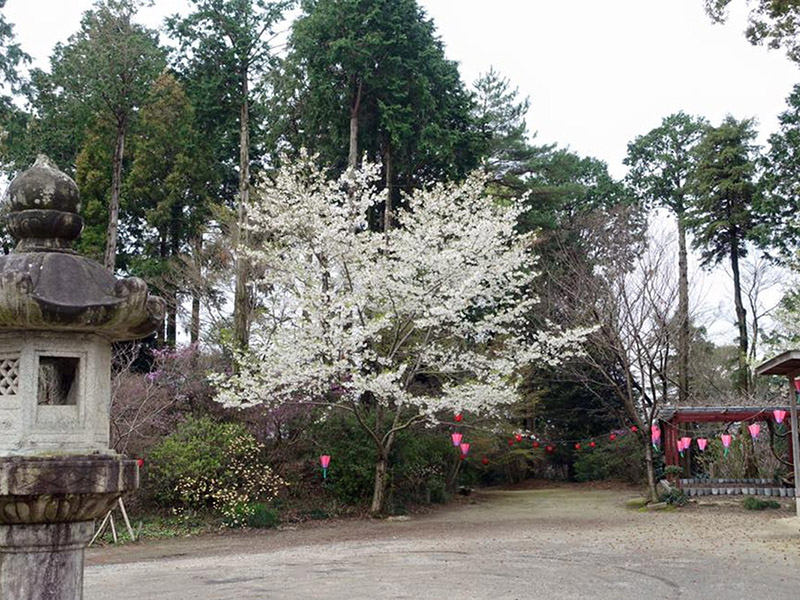 加佐登神社の桜の写真10